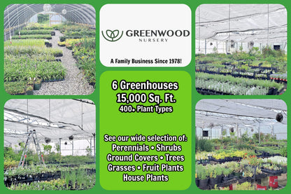 Greenwood Nursery: Live Perennial Plants - 'Homestead Purple' + Verbena Canadensis - [Qty: 2X Pint Pots] - (Click for Other Available Plants/Quantities)