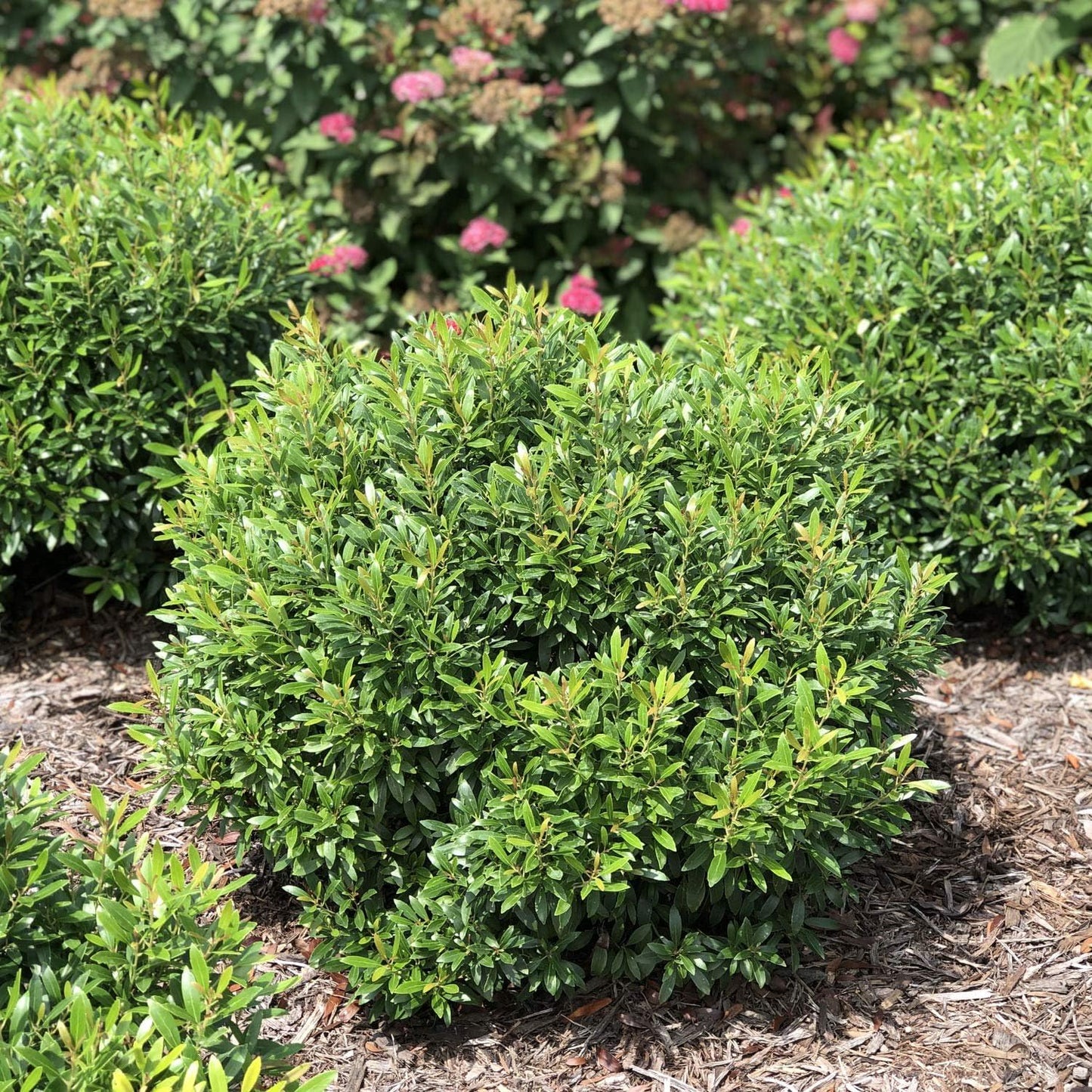 Inkberry Holly Shrub | Ilex Glabra | 20 Live Plants | Cold Hardy | Excellent Border Shrub & Foundation Hedge
