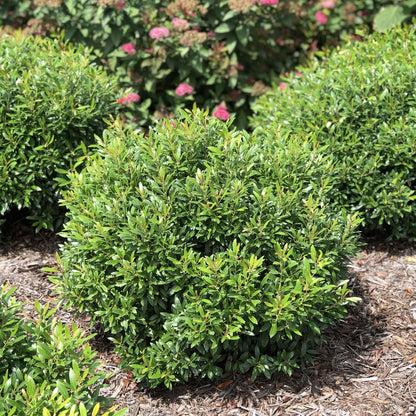 Inkberry Holly Shrub | Ilex Glabra | 20 Live Plants | Cold Hardy | Excellent Border Shrub & Foundation Hedge