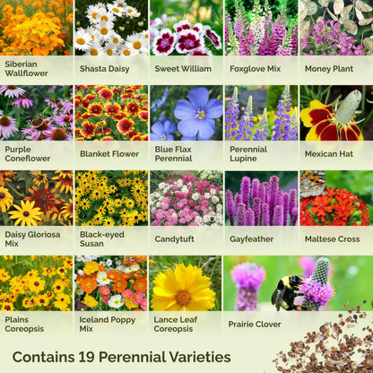 Eden Brothers All Perennial Wildflower Mixed Seeds for Planting, 1/4 lb, 120,000+ Seeds with Lupine, Shasta Daisy | Attracts Pollinators, Plant in Spring or Fall, Zones 3, 4, 5, 6, 7, 8, 9, 10