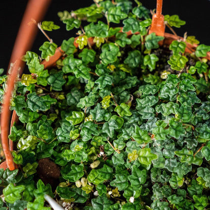 Ficus Pumila Quercifolia | 3 Live Plants | Oak Leaf Creeping Fig, Easy-Care Indoor/Outdoor Trailing Vine Plant, Perfect for Walls and Ground Cover