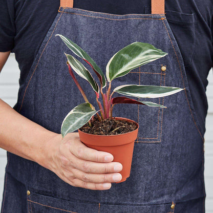 Stromanthe 'Triostar' Live Plant for Indoor | Different Houseplants in 4'' & 6'' Pot | Real House Plant for Living Room, Office, Desk & Bathroom | Triostar | Magenta Triostar