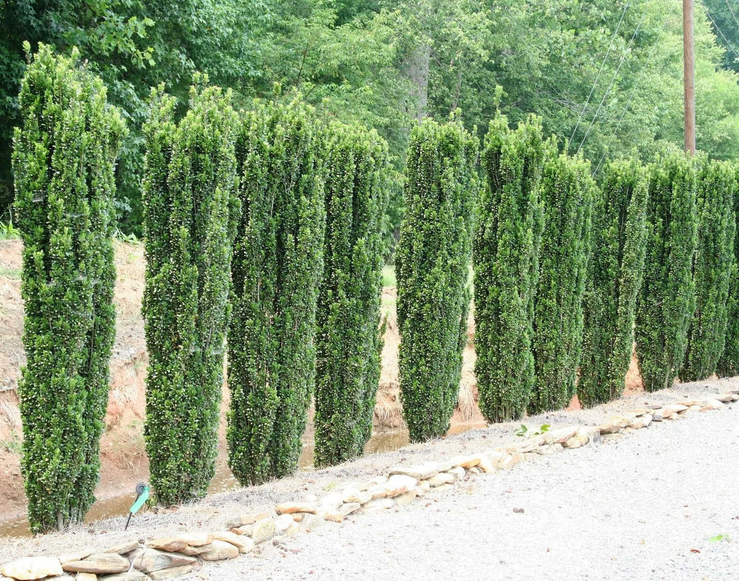 Live Plant - 10 Sky Pencil Holly Shrubs/Trees/Hedges - 3-6" Tall Live Plants - 2.5" Pots