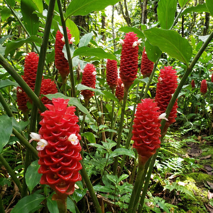 12 Zingiber Zerumbet Shampoo Ginger Roots, Hawaiian Ginger Lily Rhizomes, Pinecone Gingers for Outdoor Garden