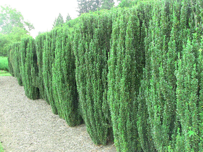 Sky Pencil Japanese Holly - 10 Live Plants - Ilex Crenata - Formal Low Maintenance Evergreen