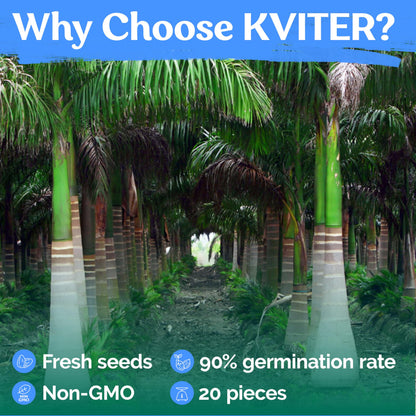 KVITER 20 Cuban Royal Palm Tree Seeds for Planting (Roystonea Regia), Palma Real Cubana – Rare Exotic, Fast-Growing, Majestic Palm Seeds – Perfect for Backyards, Tropical & Subtropical Gardens
