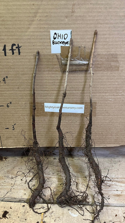 6-12” Tall Ohio Buckeye (Aesculus glabra) 1-2 Year Old Tree, Bare Root Plant