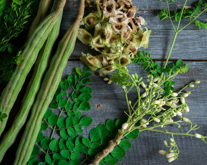 ENDLESS FOREST FARMS 25+ Seeds The Tree of Life - The Moringa Tree Easy to Grow, Fast Growing Tree
