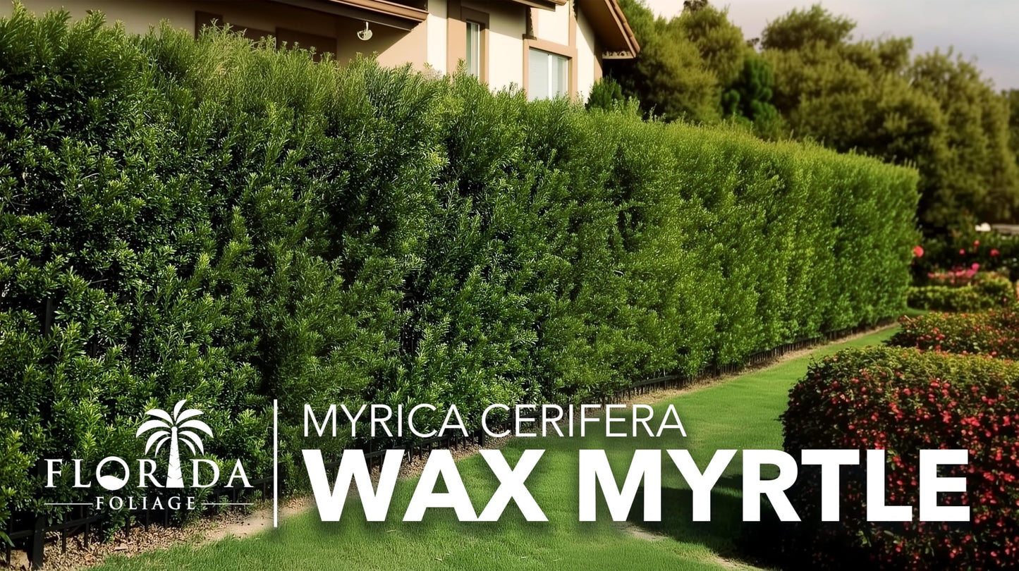 Wax Myrtle | 3 Live 4 Inch Plants | Myrica Cerifera | Fast Growing Shrub, Privacy Screen, Evergreen Foliage, Ornamental, Drought Tolerant, Low Maintenance, Garden Landscape