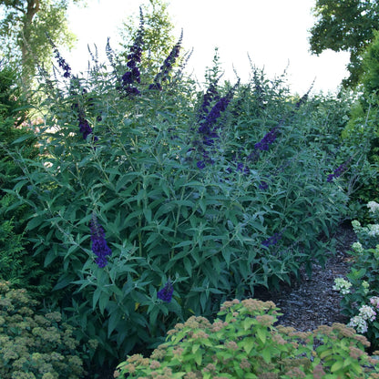Proven Winners Darkest Night Butterfly Bush (Buddleia x) Live Plant, 4.5" Qt