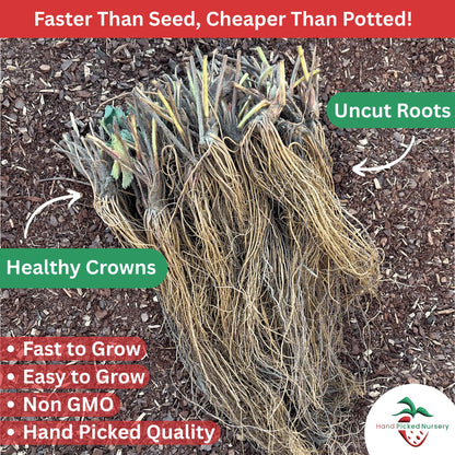 20 Chandler Strawberry Plants - Bare Root June Bearing Strawberries from Hand Picked Nursery