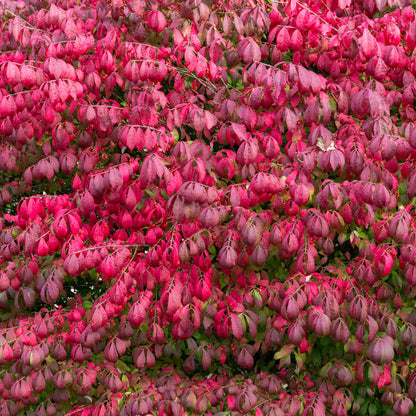 2 Bareroots Dormant Burning Bush Shrub Live Plants Rooted Cuttings, 6-12" Tall, Dormant, No Leaf, No Pot, Hardy Burning Bush Shrub for Outdoor Landscaping