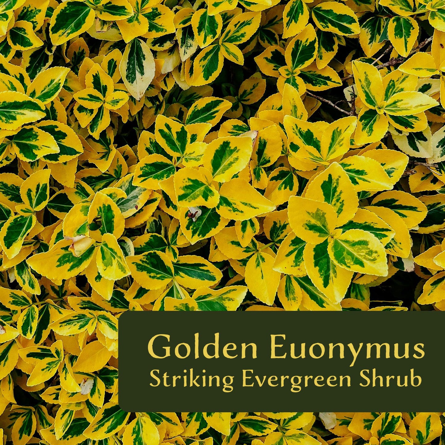 3 Golden Euonymus Shrubs | Live Plants in 2.5-inch Nursery Cubes | Japonica ‘Aureo-Marginatus’ Variety | Easy-Care Evergreen | Variegated Yellow-Green Foliage | Hedges & Shrubs for Home & Garden