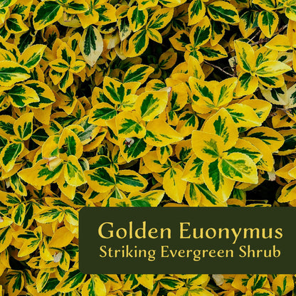 3 Golden Euonymus Shrubs | Live Plants in 2.5-inch Nursery Cubes | Japonica ‘Aureo-Marginatus’ Variety | Easy-Care Evergreen | Variegated Yellow-Green Foliage | Hedges & Shrubs for Home & Garden