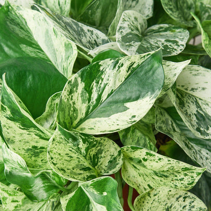 Pothos 'Marble Queen' | Live Plant for Indoor & Outdoor | for Living Room, Office, Bathroom | (3" Pot)