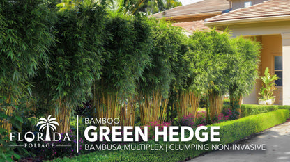 Green Hedge Bamboo | 2 Extra Large Trade 3 Gallon Plants | Bambusa multiplex | Fast Growing Privacy Screen | Clumping Bamboo for Landscapes Gardens Walkways Accent Foundation Beds Decorative Garden