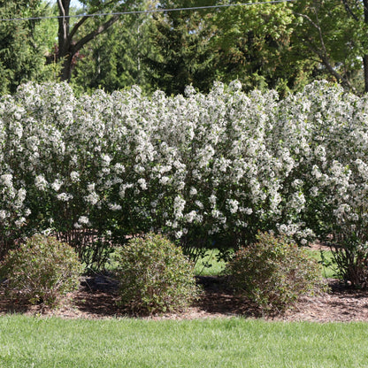 Proven Winners Low Scape Snowfire Aronia (Aronia melanocarpa) Live Plant, 4.5" Qt, 4 Pack