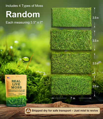 Live Moss 4-Pack (Each 3.5"x7") – Real Mixed Moss for Terrariums, Reptile Habitats, Fairy Gardens & Potted Plants – 4 Random Varieties, Easy to Revive, Natural Green Decor