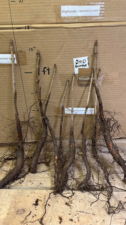 6-12” Tall Ohio Buckeye (Aesculus glabra) 1-2 Year Old Tree, Bare Root Plant