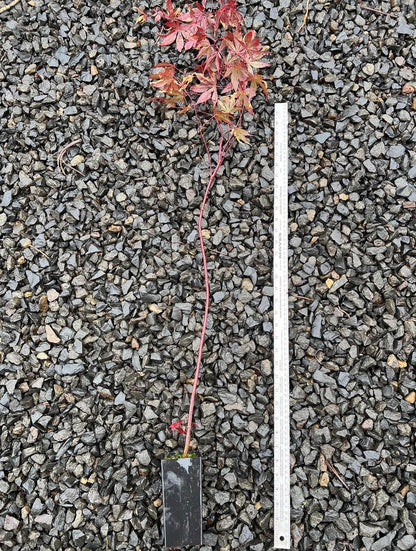 Bloodgood Red Japanese Maple Tree - 2 Year Live Plant - Acer palmatum 'Bloodgood' by - Japanese Maples and Evergreens