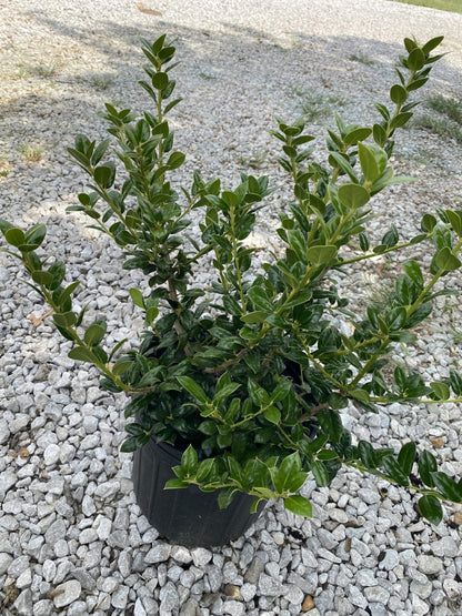 Dwarf Burford Holly Shrub, Dark Green Evergreen, 3 Gallon, Drought Tolerant, for Garden Landscape