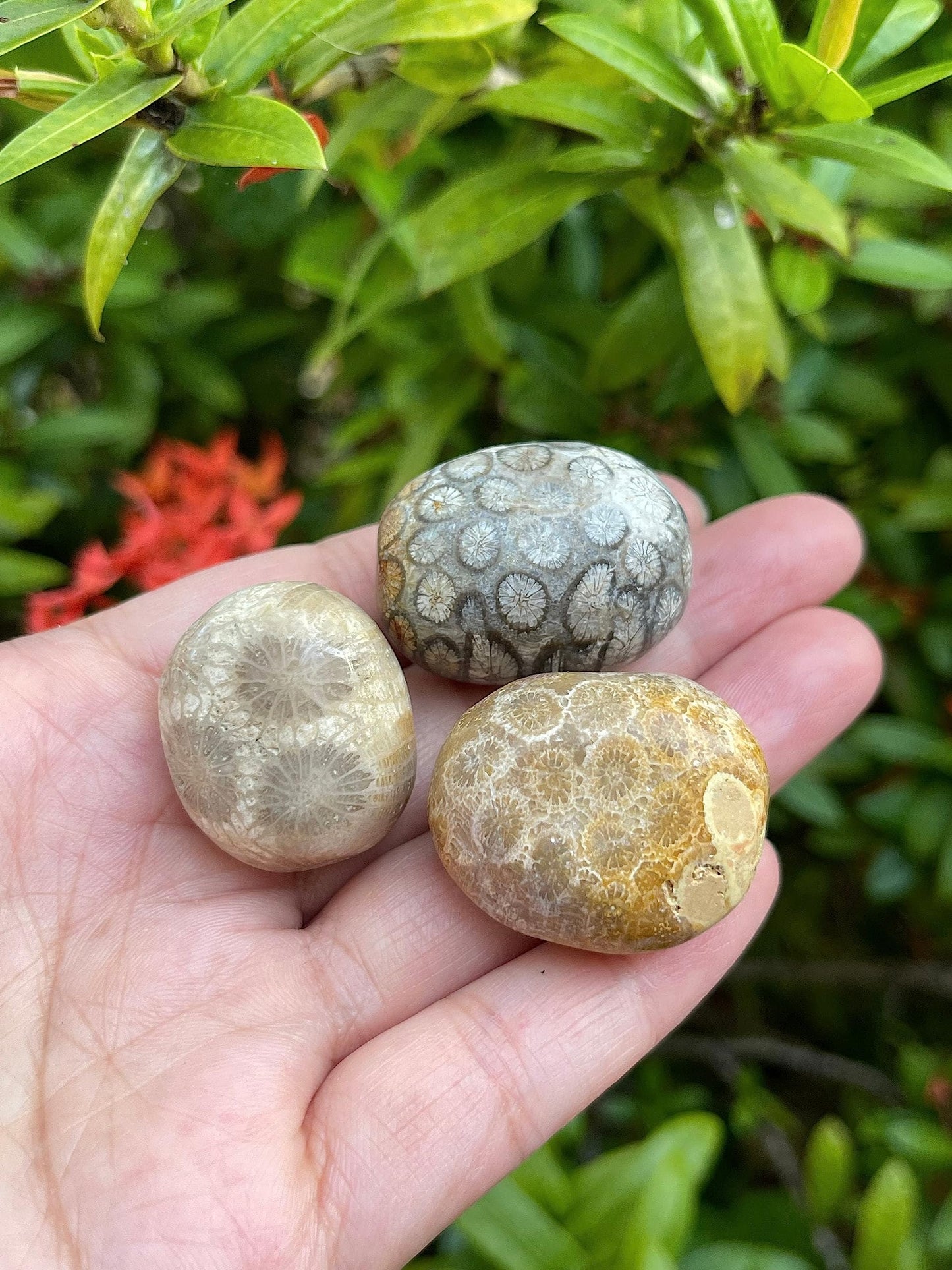 GAF TREASURES Wholesale Fossil Coral Tumbled Stones, Polished Natural Fossil Coral Gemstone, Fossil Coral Polished Rocks (Fossil Coral, 0.25 Pound)