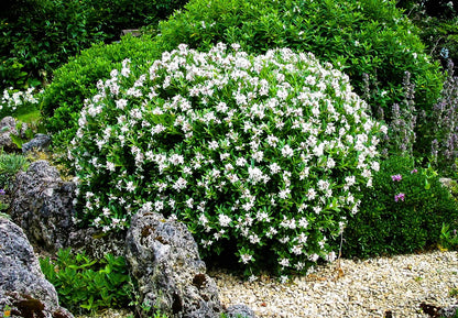 Gardenia August Beauty | 20 Live Plants | Gardenia Jasminoides | Beautiful Fragrant White Blooming Shrub