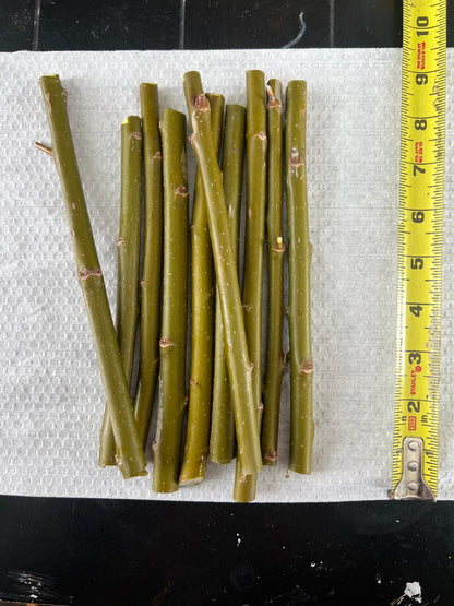 Austree Hybrid Willow Tree Plants for Growing | Fast Privacy Hedge Row, Wind Block, Shade | Fast Growing - 6-10 Feet Per Year, Fast Growing Trees (10 Trees)