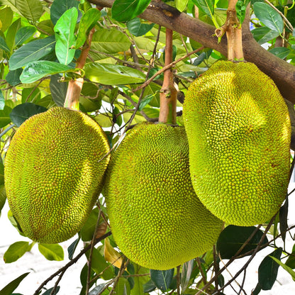 15 Jackfruit Seeds for Planting Home Garden, Tropical Jackfruit Tree Seeds to Grow