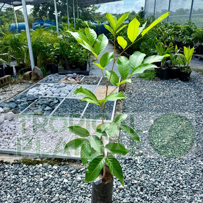 Grafted Red Rambután (Nephelium lappaceum) Exotic Fruit Live Tree 2'-3' feet talll Tropical Plantae (3'-4' feet Tall)