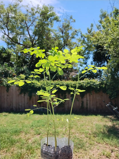 3 Moringa Plants with Free Moringa Seeds - Live Moringa Tree - Moringa Oleifera Plant - Moringa Tree - Drumstick Tree - Miracle Tree - Established Roots - Non-GMO - Organic - Moringa Plants - Herbs