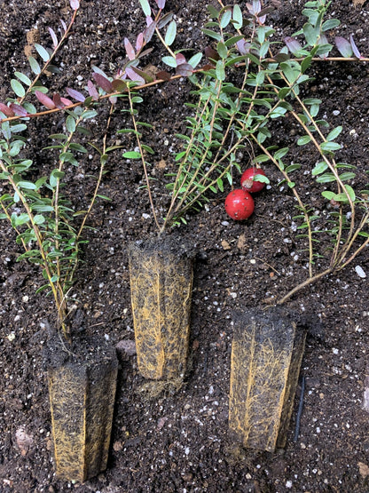 1 Plant Pilgrim Cranberry (Vaccinium Macrocarpon) 1 Year Old