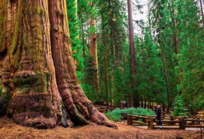 5 Live Giant Sequoia Tree Sapling (Approx. 1'-1.5' Tall)- Nature’s Giant in Your Backyard