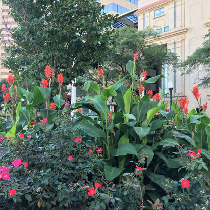 Robert Kemp Canna Lily Bulb – Scarlet Red Blooms, Heritage Giant Variety, Hummingbird Garden, Zones 3–9, 6–8 Ft Tall, Summer Flowering Rhizome, 1 Bulb