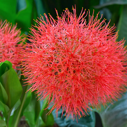 Easy to Grow Red 'African Blood Lily' Plant Bulbs (3 Pack) - Beautiful Uncommon Red Flowering Blooms in Summer Gardens