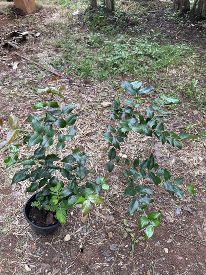 Surinam Cherry (pitanga) Eugenia uniflora Live Plant 10inch-18inch