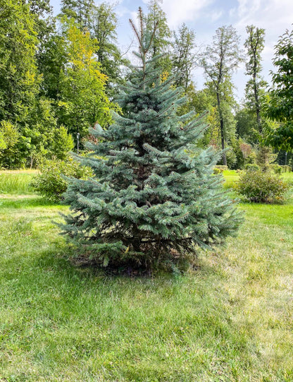 White Spruce Live Tree Seedling Plugs | 6"-12" | Arbor Day Foundation (5-Pack)