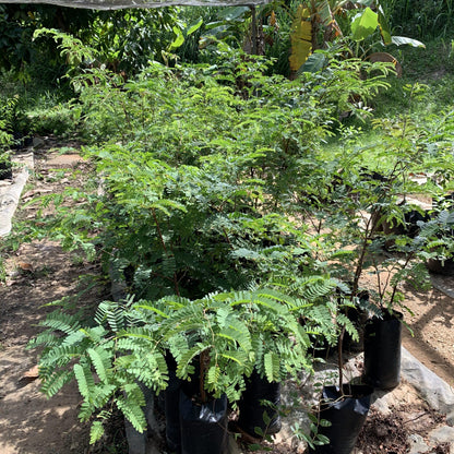 Live Plant - Sour Tamarind (Tamarindus Indica) Live Fruit Tree 2′-3′ Feet Tall