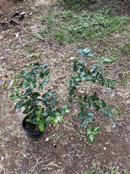 Surinam Cherry (pitanga) Eugenia uniflora Live Plant 10inch-18inch