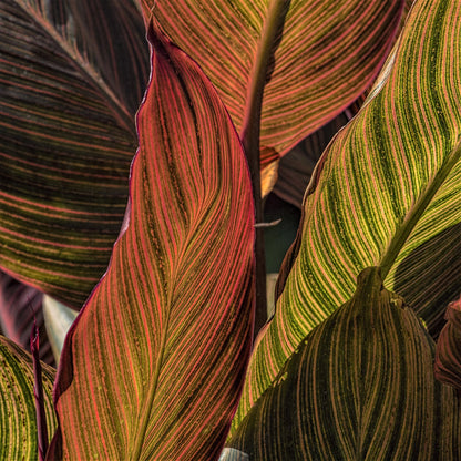 Easy to Grow Canna Tropicanna Plant Bulb (1 Pack) - Beautiful Orange Flowering Blooms & Dark Purple Foliage Summer Gardens