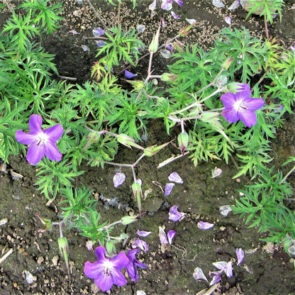 Easy to Grow Geranium Kashmir Purple 3 Roots (Hardy Cranesbill) - Purple Flowers Bloom Summer to Fall in Sun