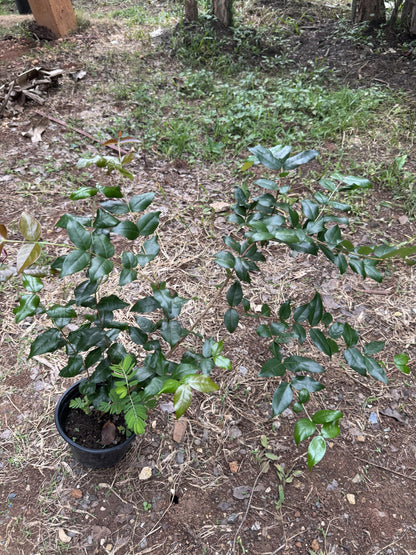 Surinam Cherry (pitanga) Eugenia uniflora Live Plant 10inch-18inch