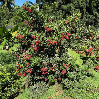 Grafted Red Rambután (Nephelium lappaceum) Exotic Fruit Live Tree 2'-3' feet talll Tropical Plantae (3'-4' feet Tall)