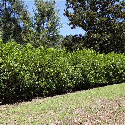 Perfect Plants Ocala Anise 1 Gallon | Live Shrub for Landscaping | Evergreen & Provides Privacy