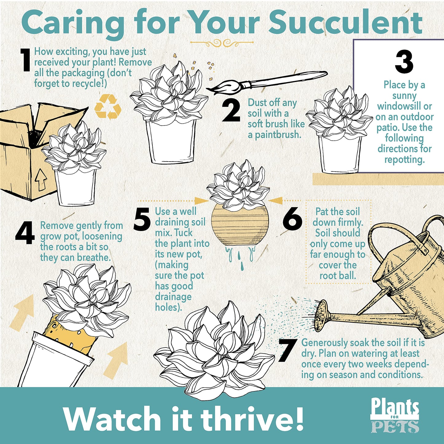 Zigzag Fishbone Cactus Plants Hanging Basket, Epiphyllum Plant, RIC Rac Cactus Plants Live Succulents Plants Live Houseplants, House Plants Indoors Live Indoor House Plants by Plants for Pets