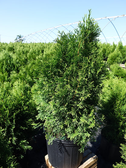 Live Plant Green Promise Farms, Thuja occidentalis 'Smargd' Emerald Green Arborvitae #3 Size Container, Evergreen