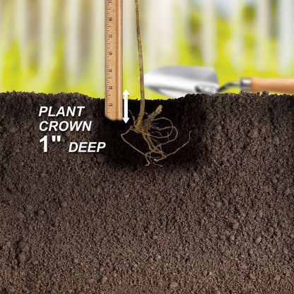 Garden State Bulb Himrod Seedless Grape Bare Root for Planting, Non-GMO, Spring Planting (Bag of 1)