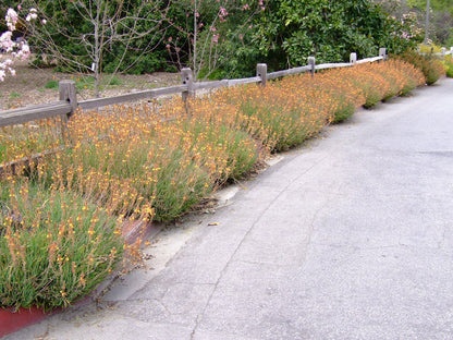 Bulbine Hallmark Orange | 2 Live Gallon Size Plants | Vibrant Orange Blossom Succulent, Live Plant, Easy-Care Perennial for Sunny Gardens, Drought-Tolerant Ground Cover