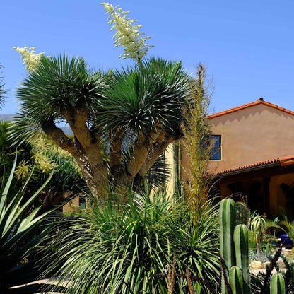 Silver Yucca - Live Plant in a 1 Gallon Growers Pot - Yucca Rostrata - Rare Outdoor Ornamental Slow Growing Evergreen Tree