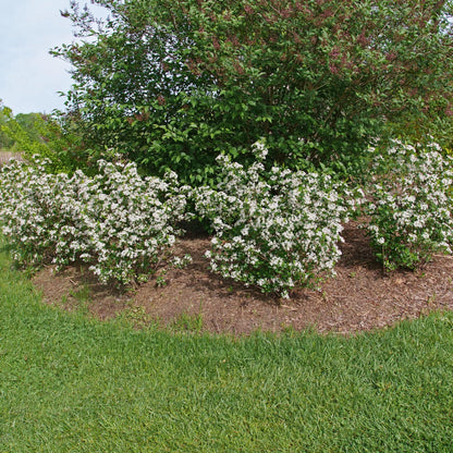 Proven Winners Low Scape Snowfire Aronia (Aronia melanocarpa) Live Plant, 4.5" Qt, 4 Pack